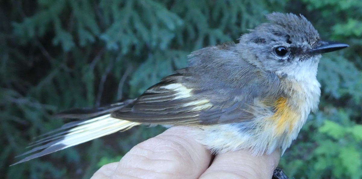 American Redstart - ML650382388