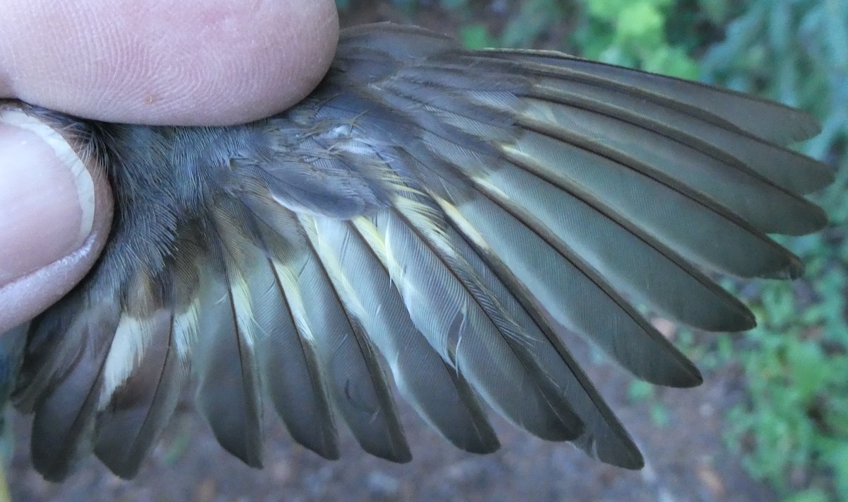 American Redstart - ML650382389