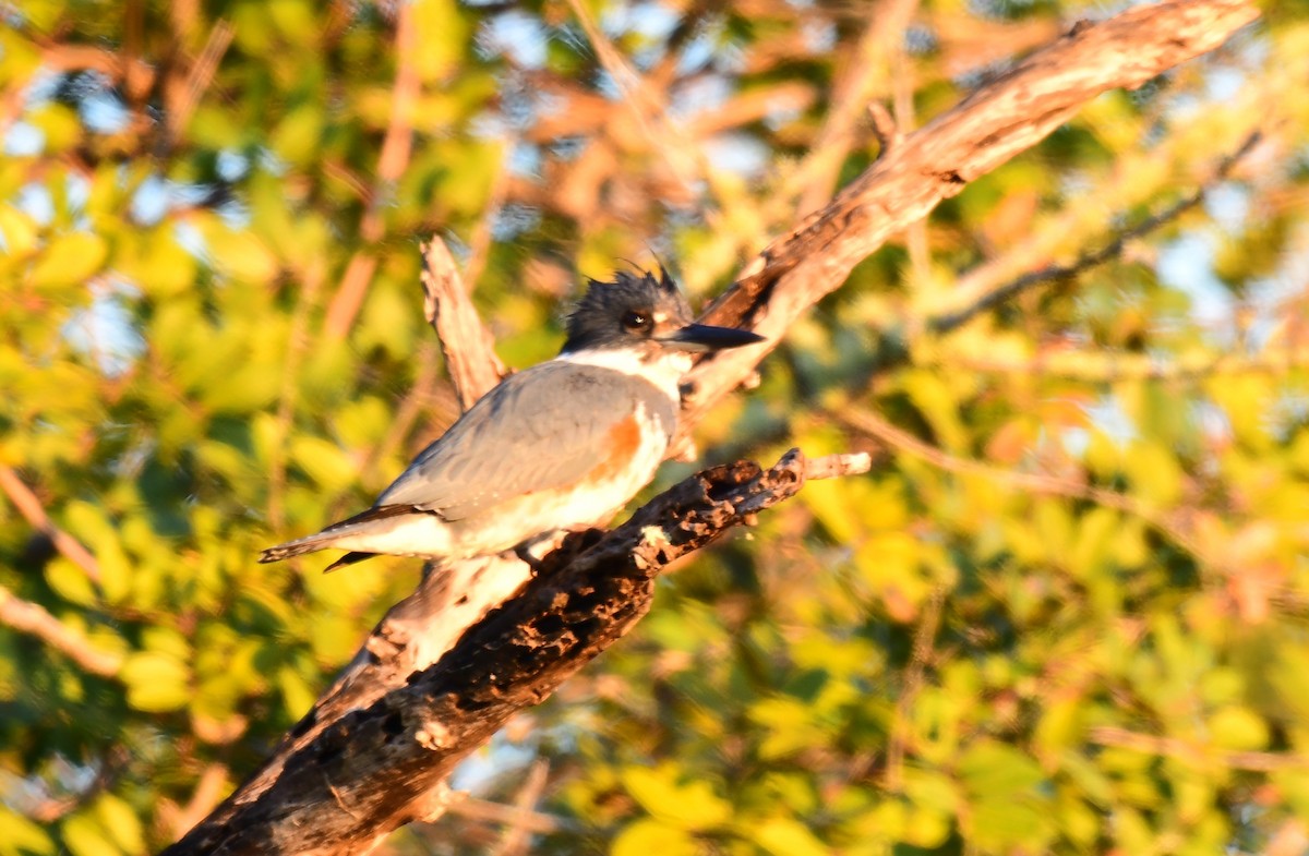 שלדג אמריקני - ML650382505