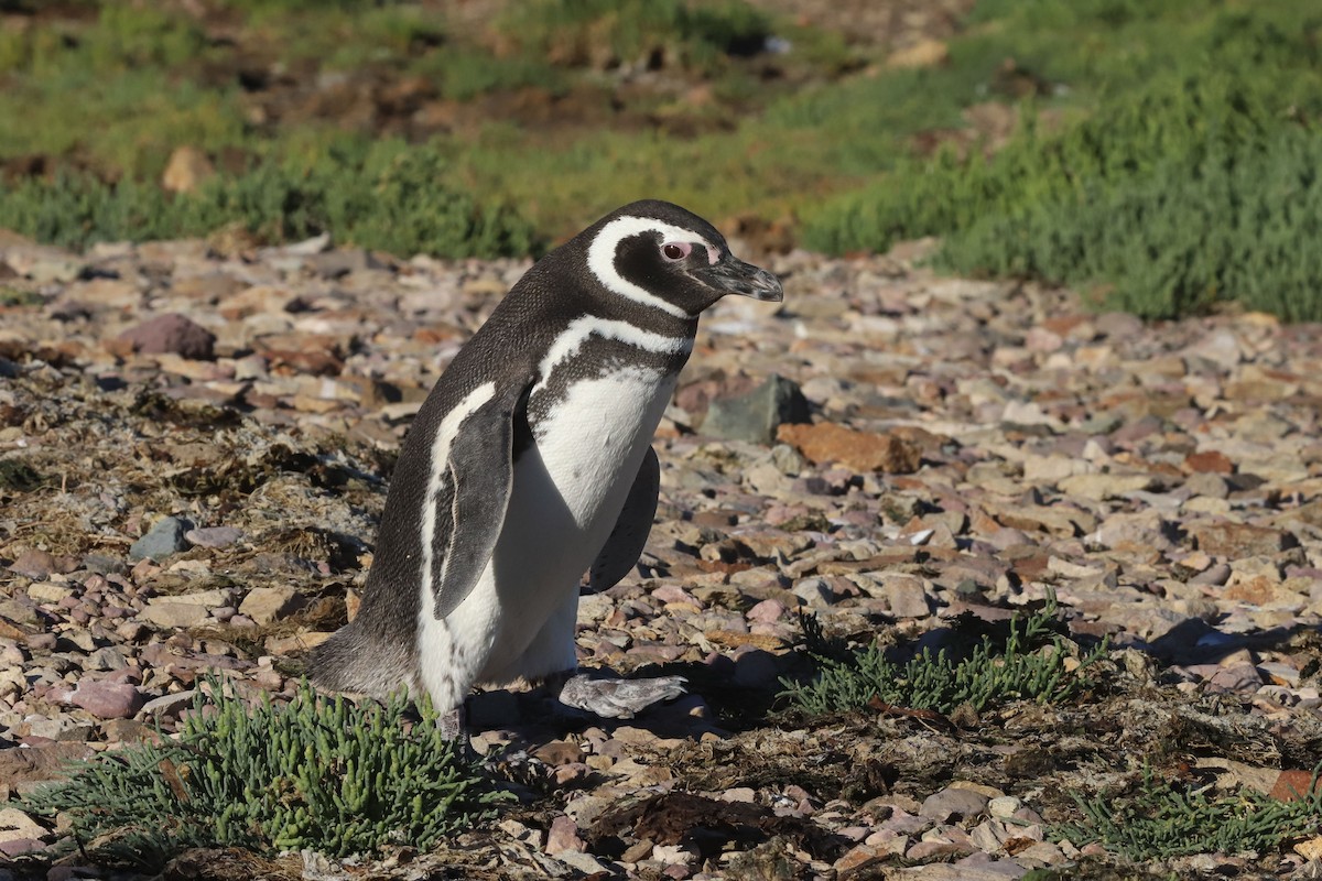 Manchot de Magellan - ML650382564