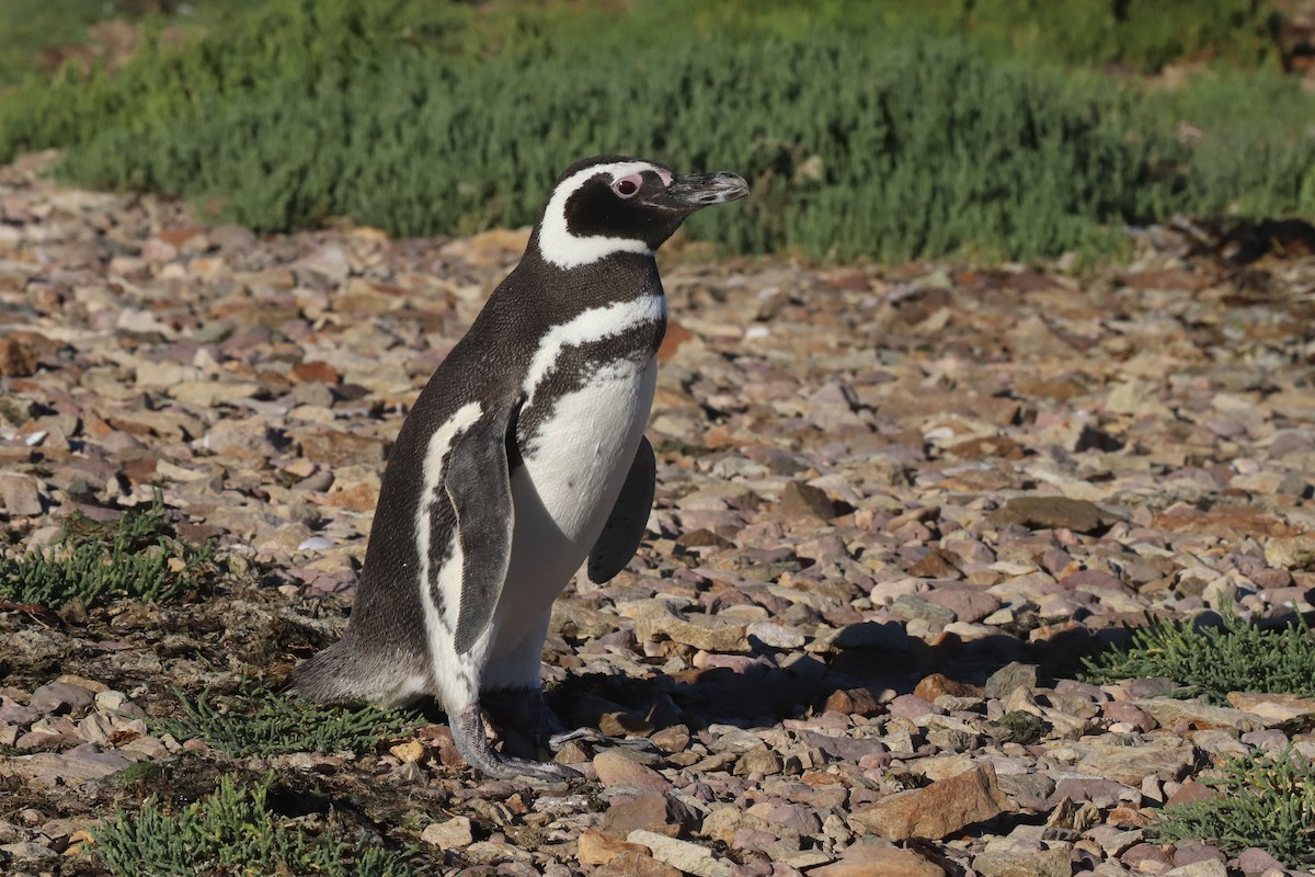 Manchot de Magellan - ML650382606