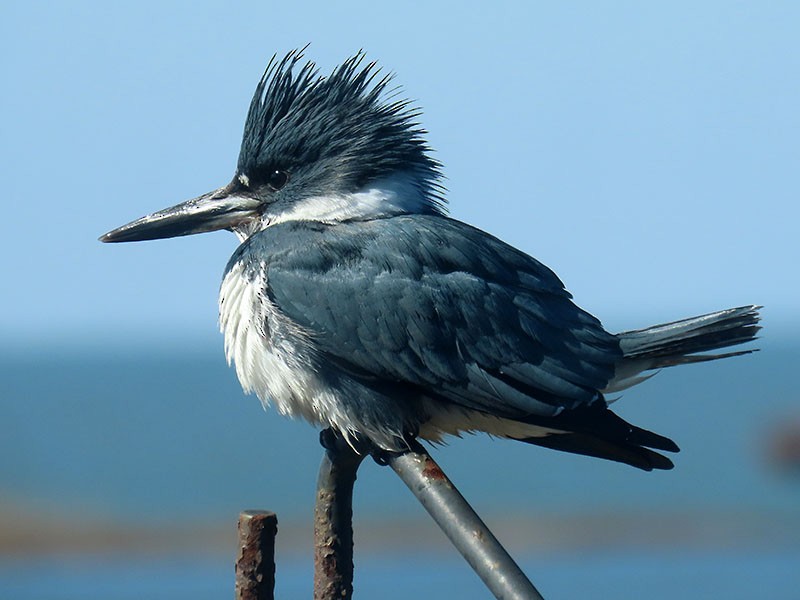 שלדג אמריקני - ML650382623