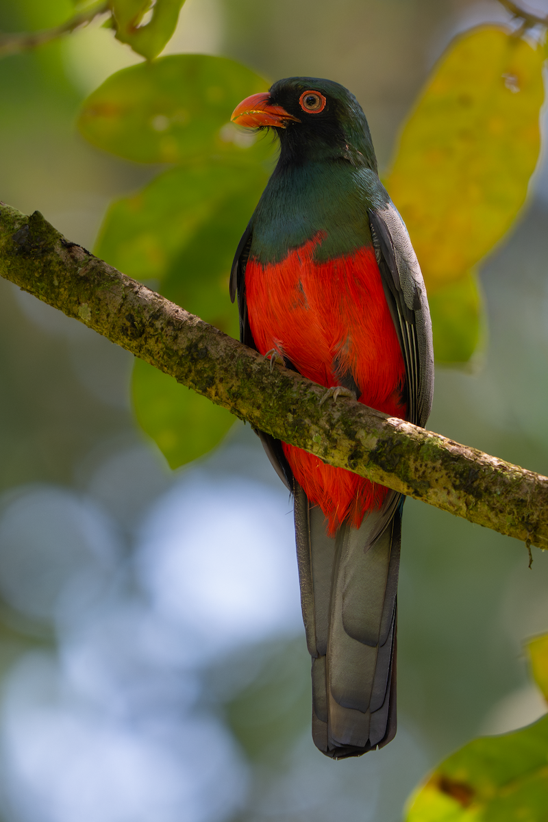 Slaty-tailed Trogon - ML650382644