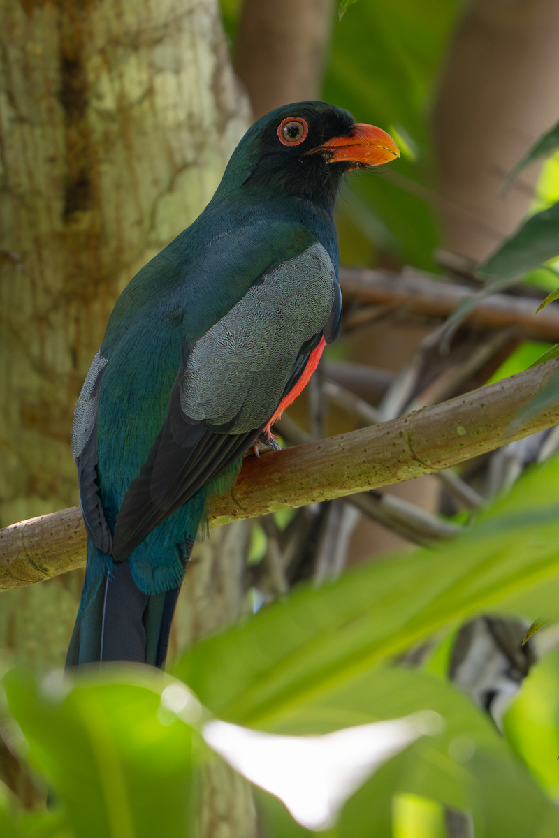 Slaty-tailed Trogon - ML650382645