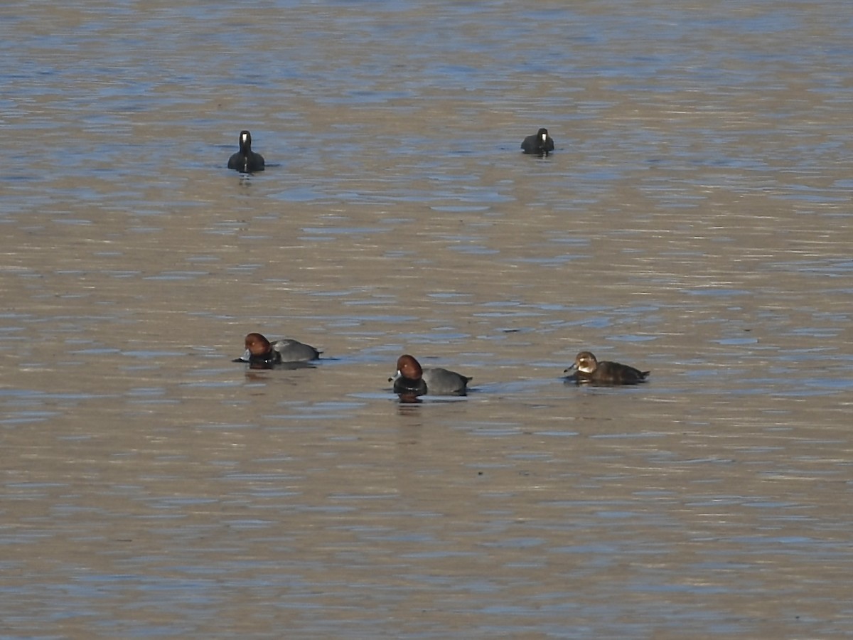 צולל אמריקני - ML650382690