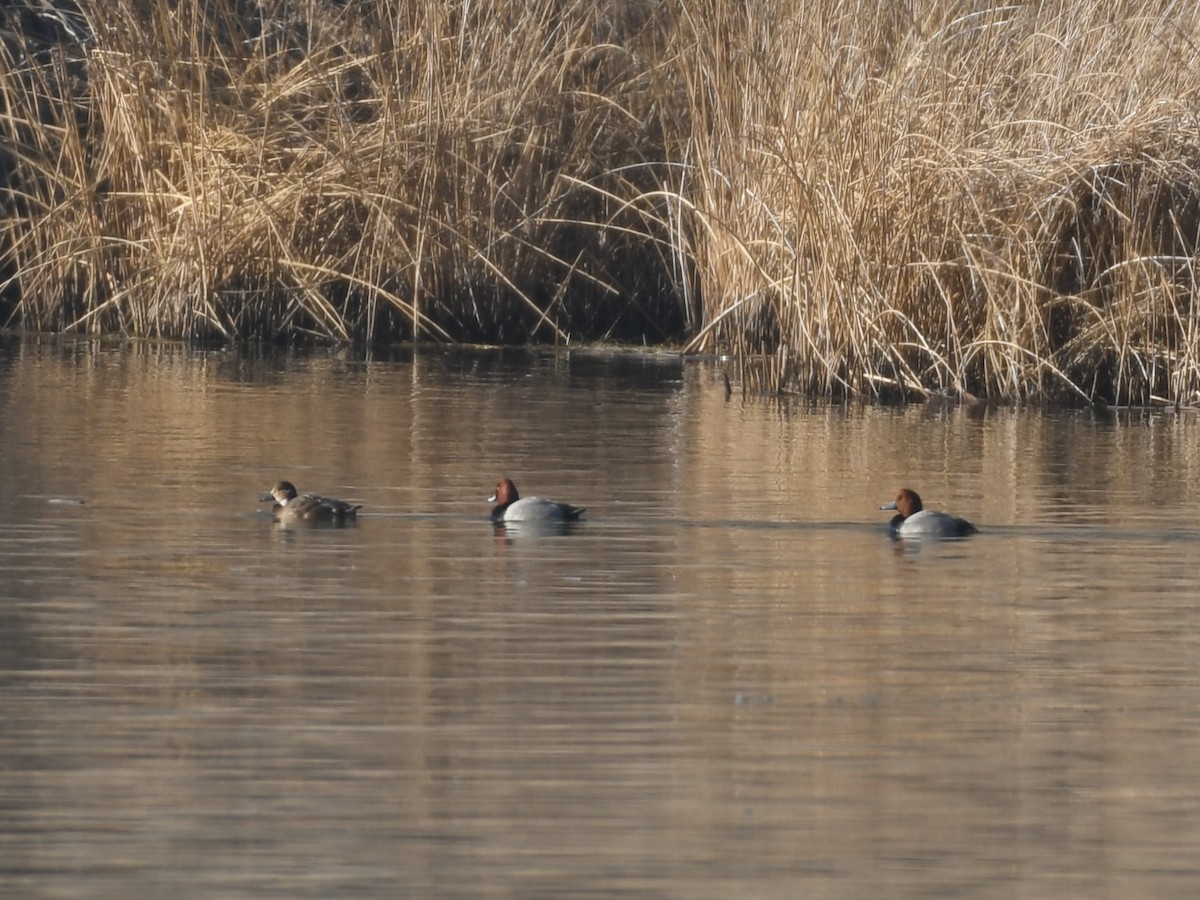 צולל אמריקני - ML650382691