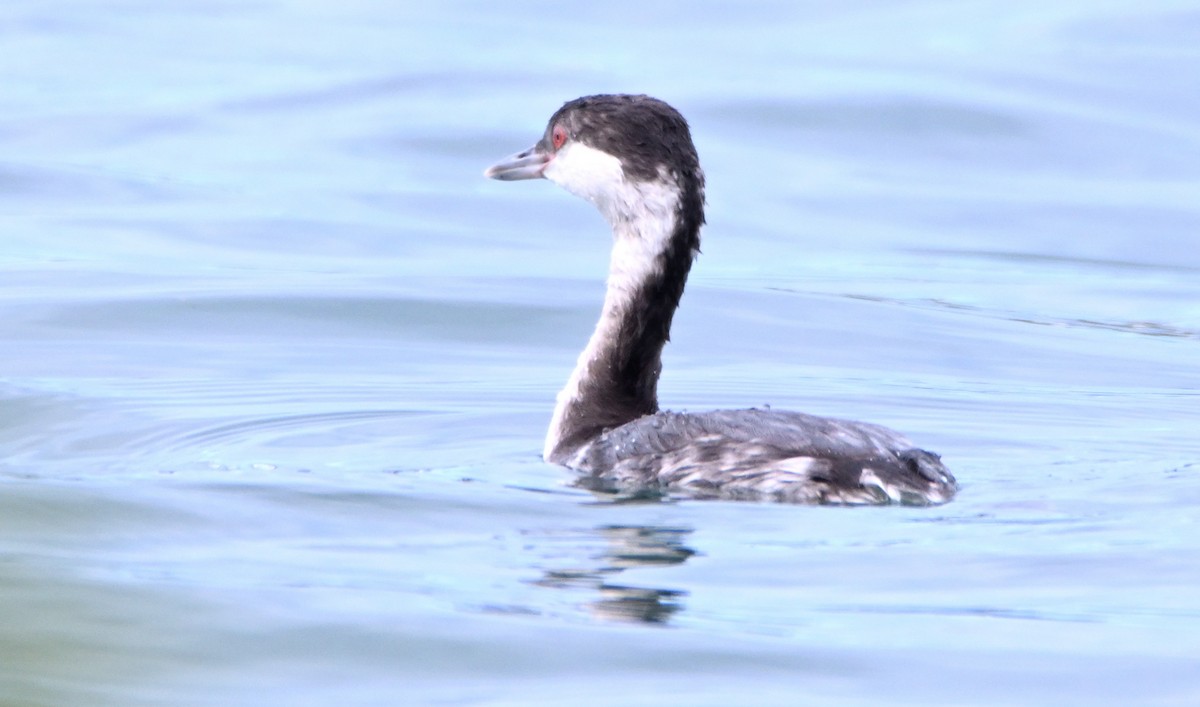 Horned Grebe - ML650382743