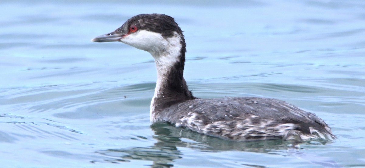 Horned Grebe - ML650382744