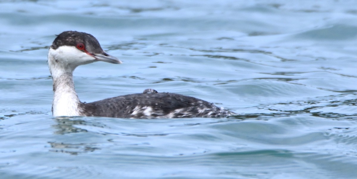Horned Grebe - ML650382745