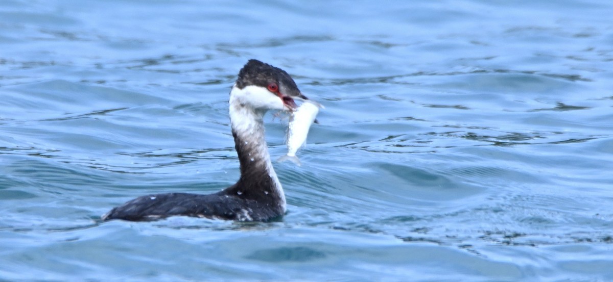 Horned Grebe - ML650382747