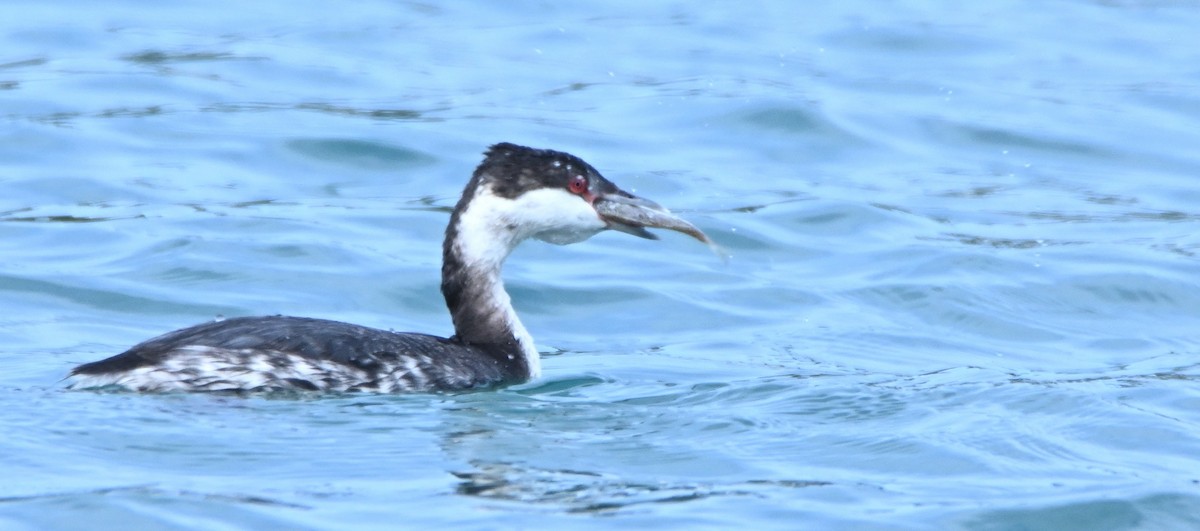 Horned Grebe - ML650382748