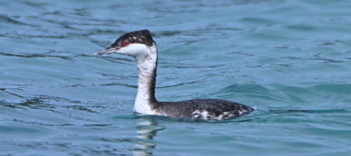 Horned Grebe - ML650382749
