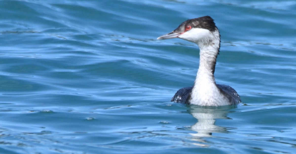 Horned Grebe - ML650382750