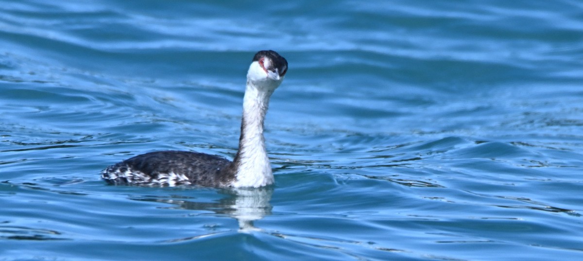 Horned Grebe - ML650382751