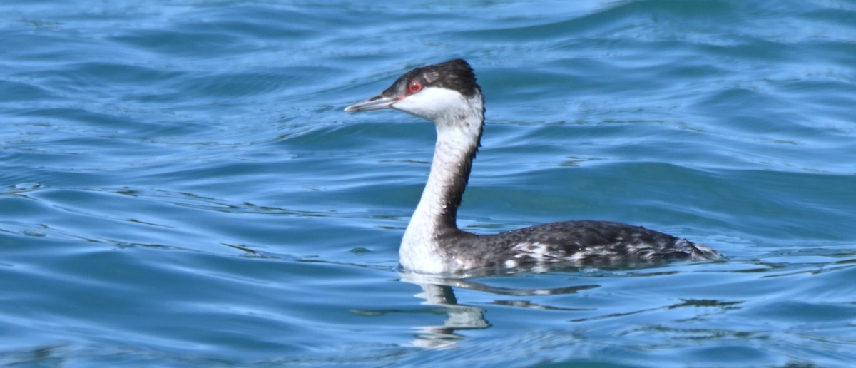 Horned Grebe - ML650382752