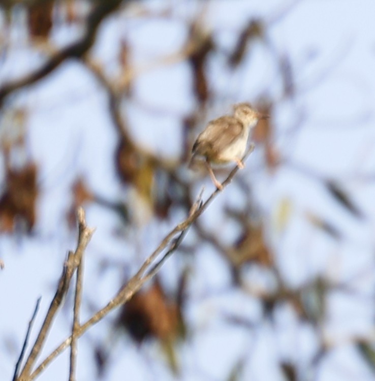 Tawny-flanked Prinia - ML650382797