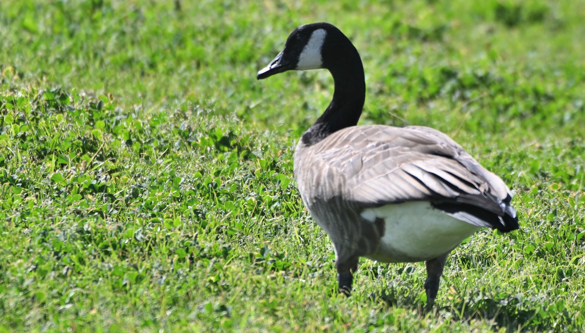 Canada Goose - ML650382828