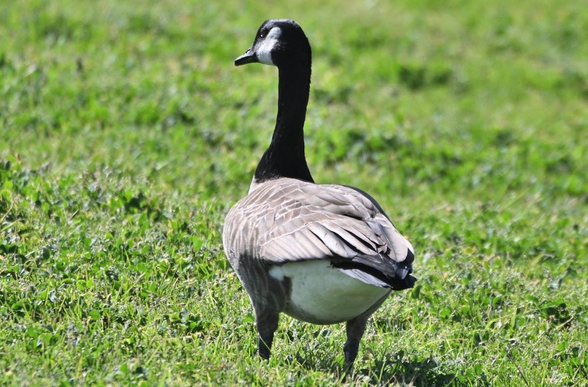 Canada Goose - ML650382829
