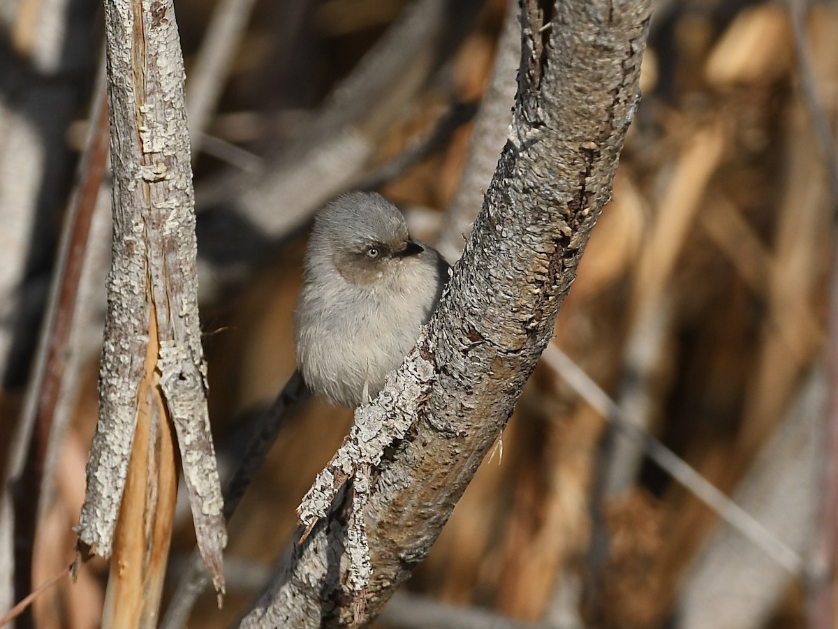 Bushtit - ML650382840