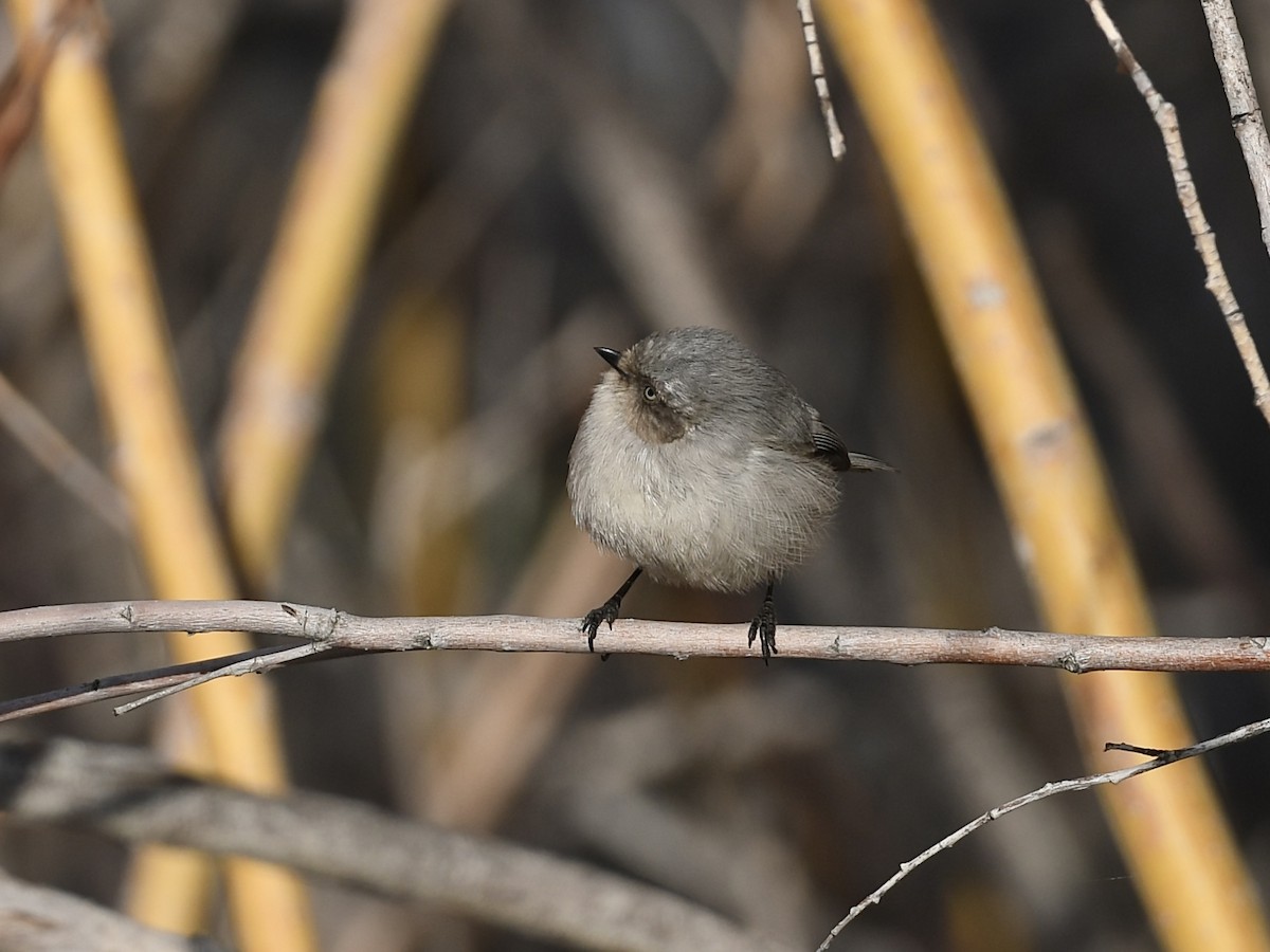 Bushtit - ML650382861