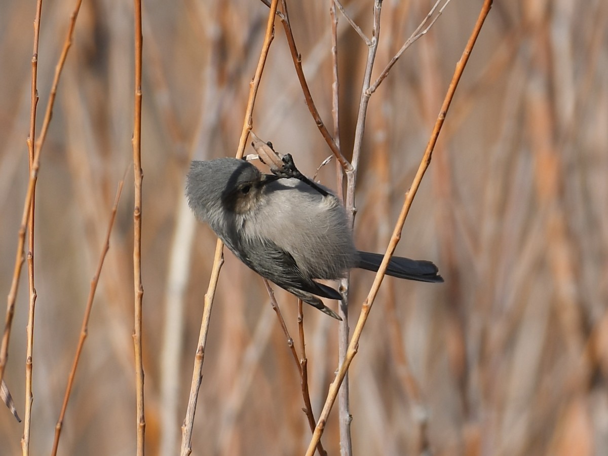 Bushtit - ML650382862