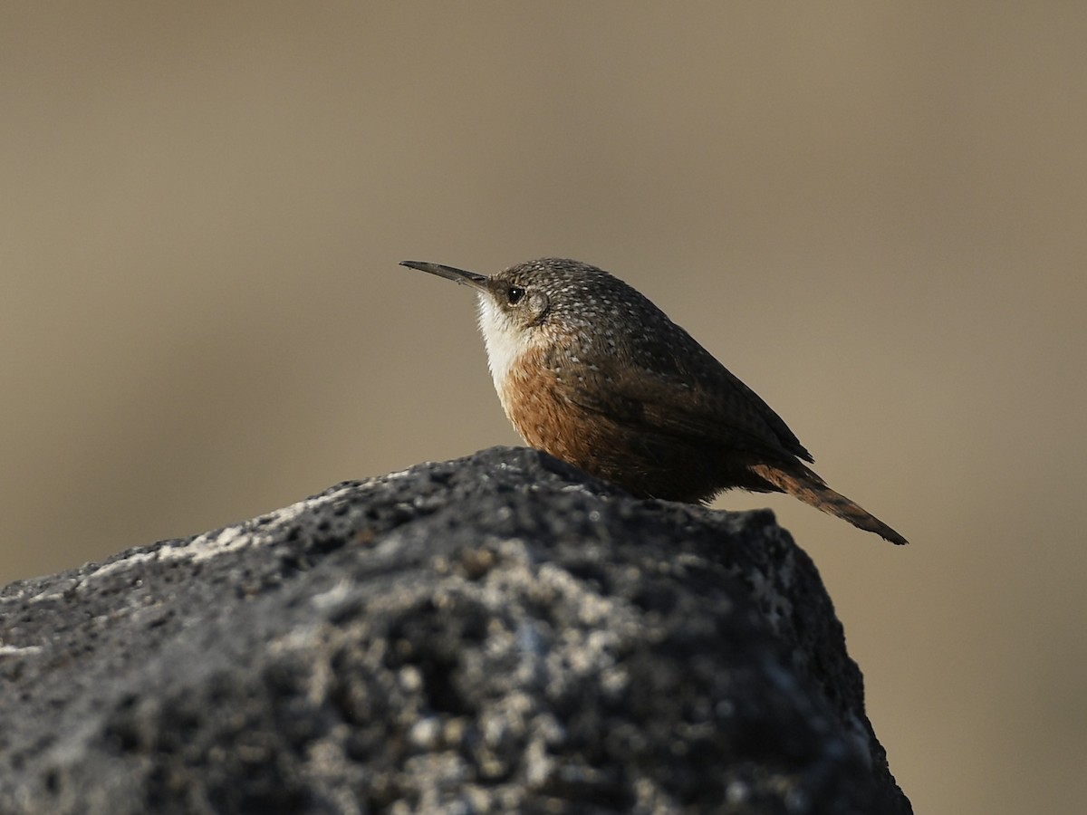 Canyon Wren - ML650382875