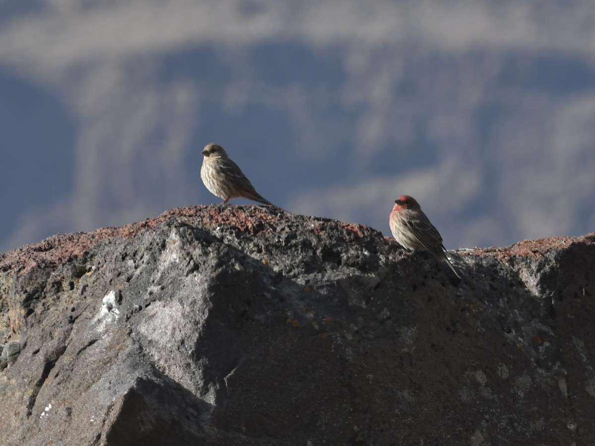 House Finch - ML650382881