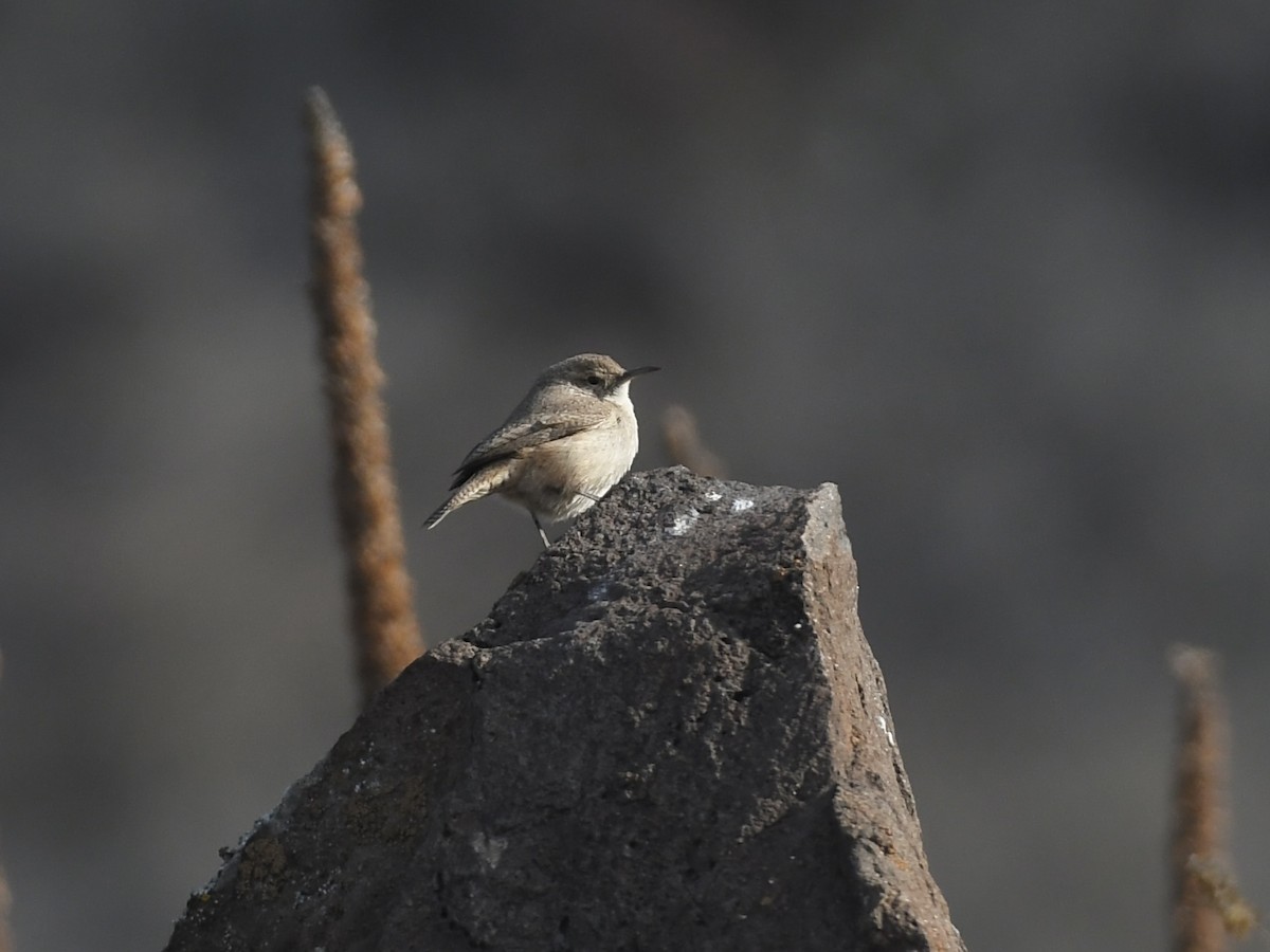 Rock Wren - ML650382955
