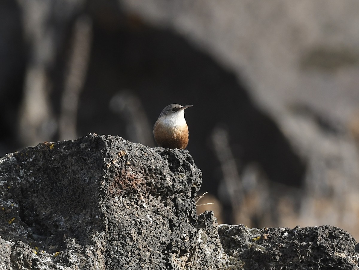 Canyon Wren - ML650382962