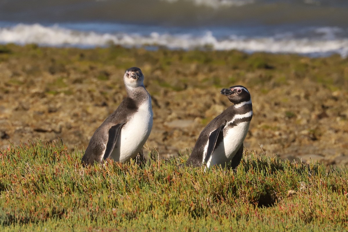 Manchot de Magellan - ML650382964