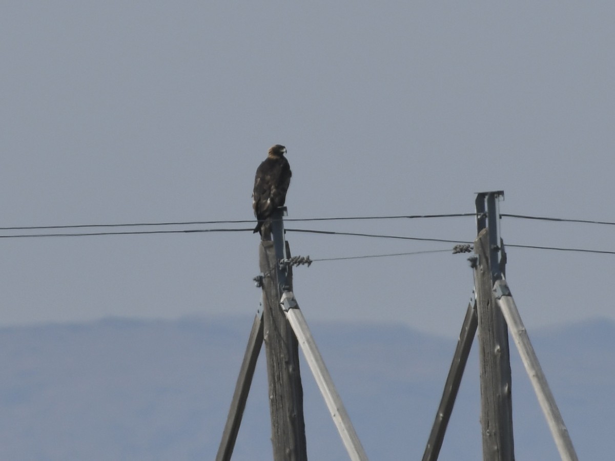 עיט זהוב - ML650382985