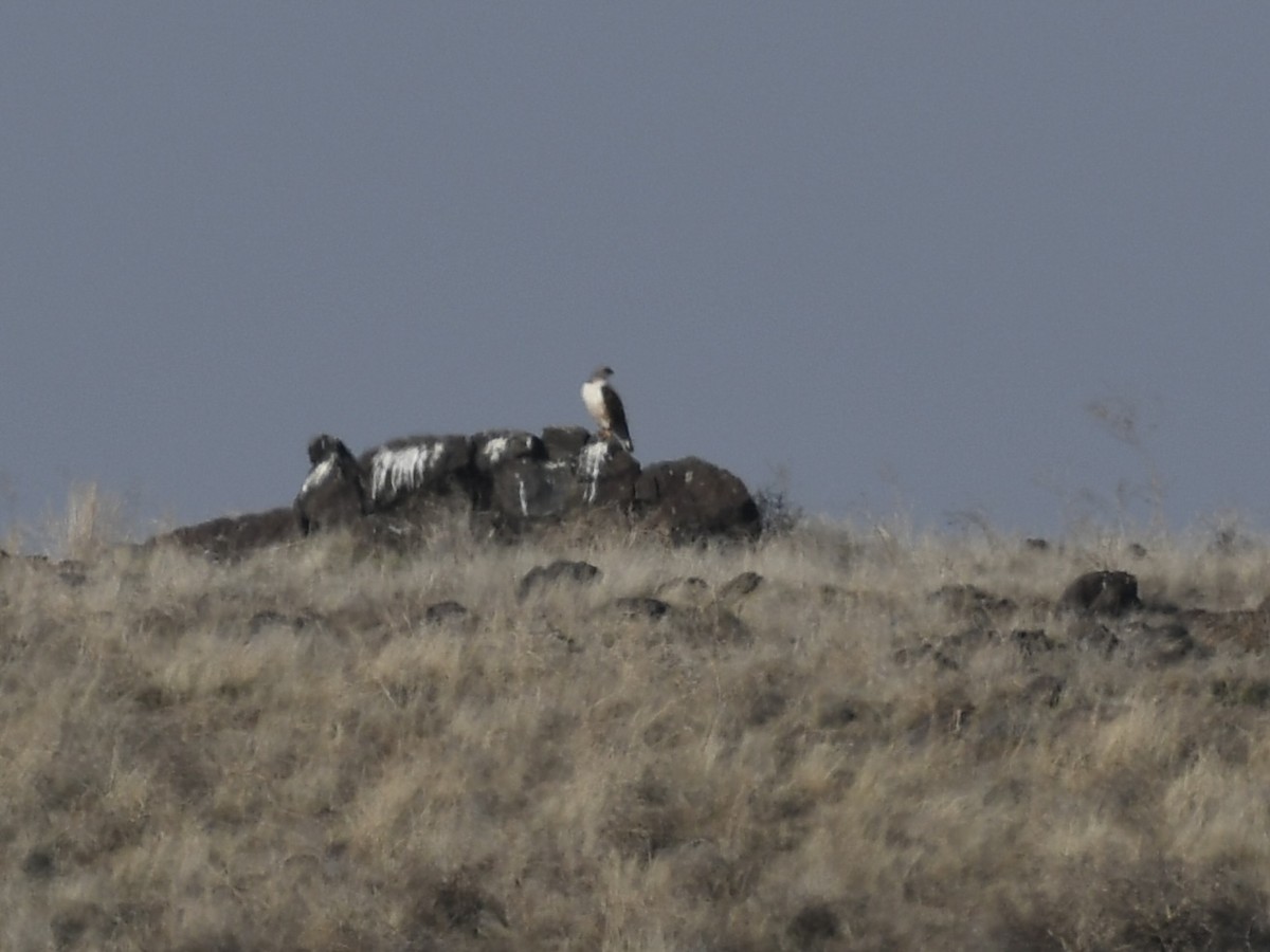Ferruginous Hawk - ML650382989