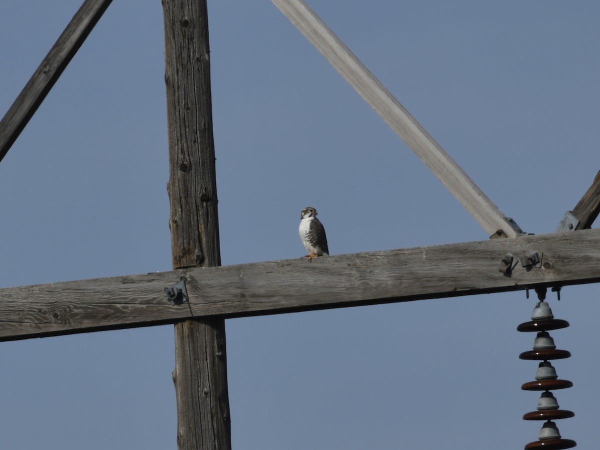 Prairie Falcon - ML650383001