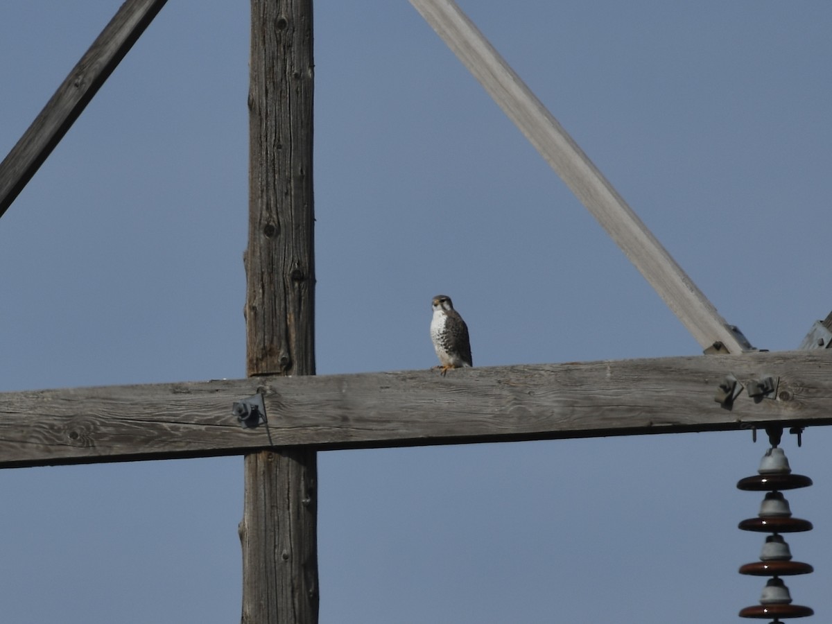 Prairie Falcon - ML650383002