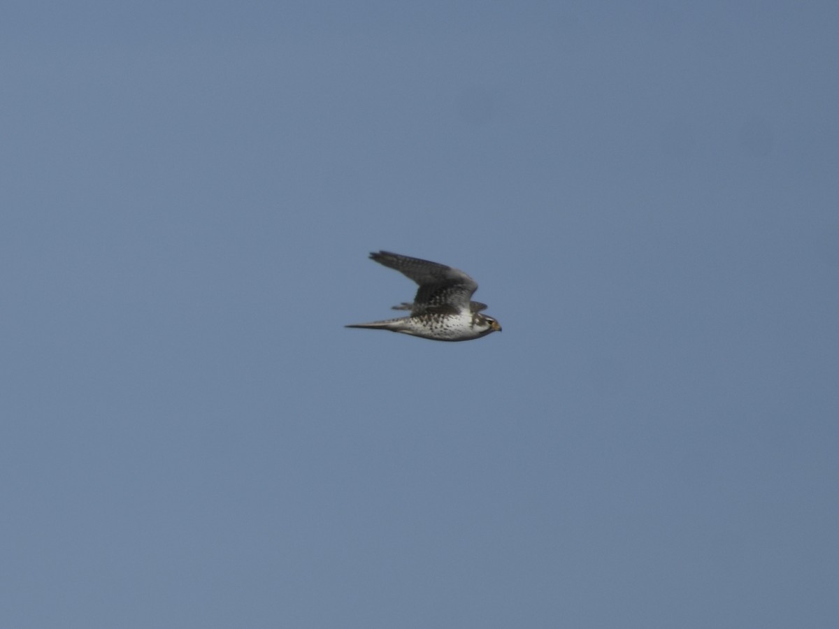 Prairie Falcon - ML650383004