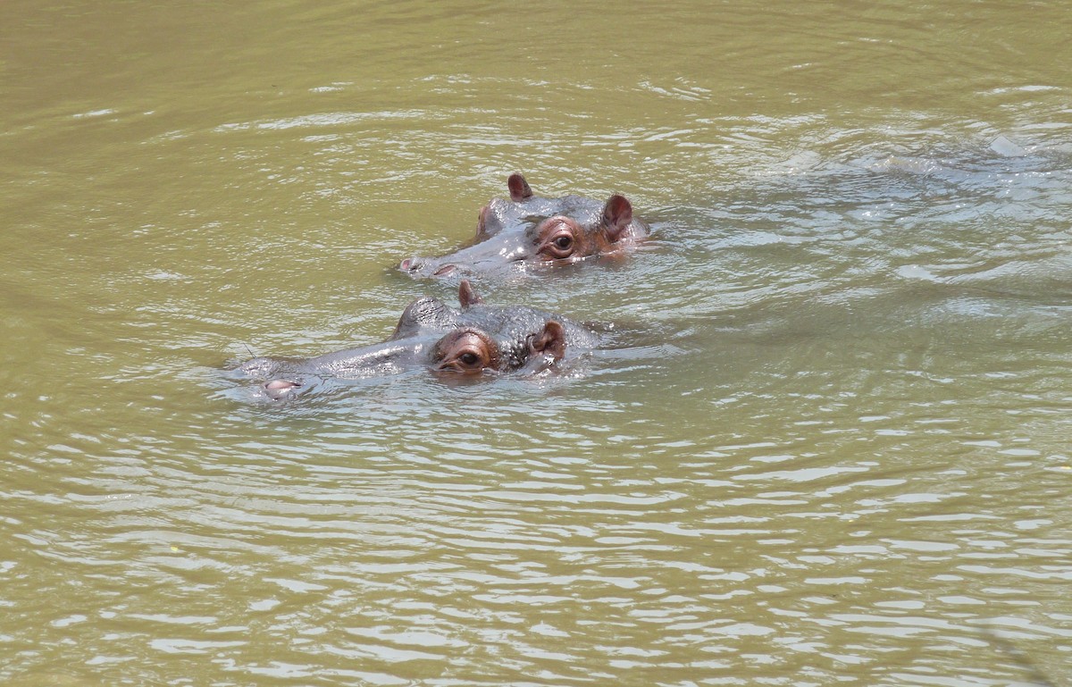 Animals - ML650383291