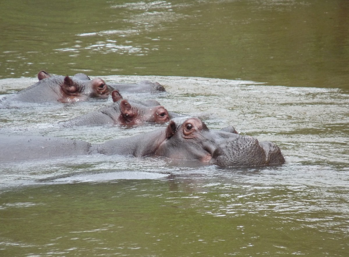 Animals - ML650383292