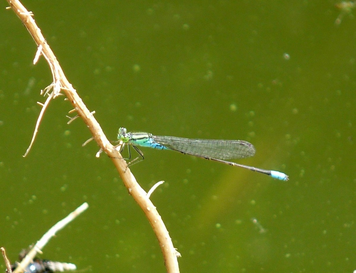 Catshead Sprite - ML650383390