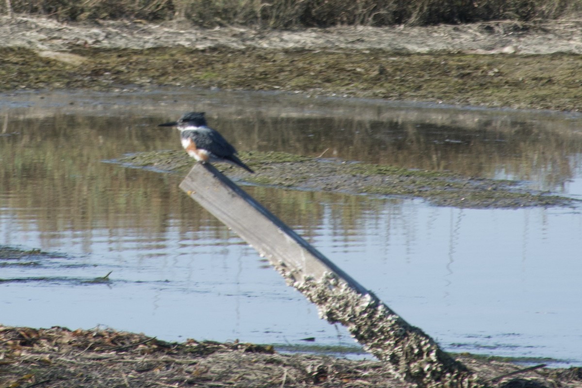 שלדג אמריקני - ML650383438