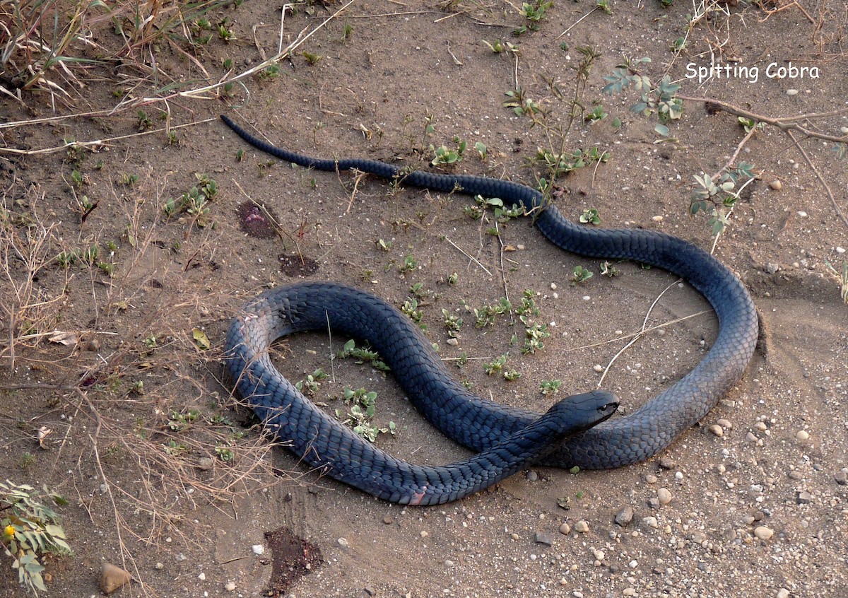 Black-necked Spitting Cobra - ML650383490