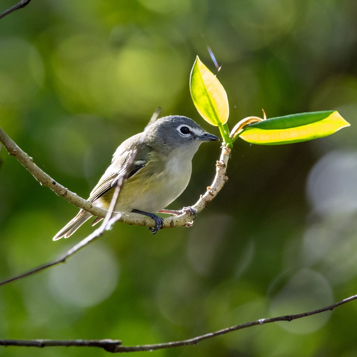 Blue-headed Vireo - ML650383515