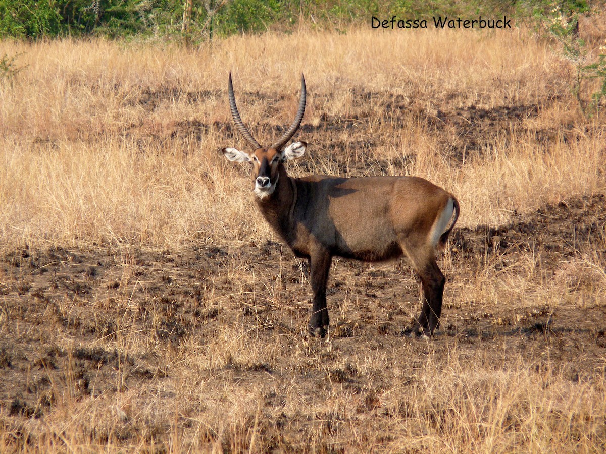 Defassa Waterbuck - ML650383542