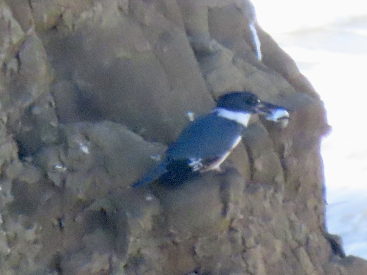 שלדג אמריקני - ML650383601