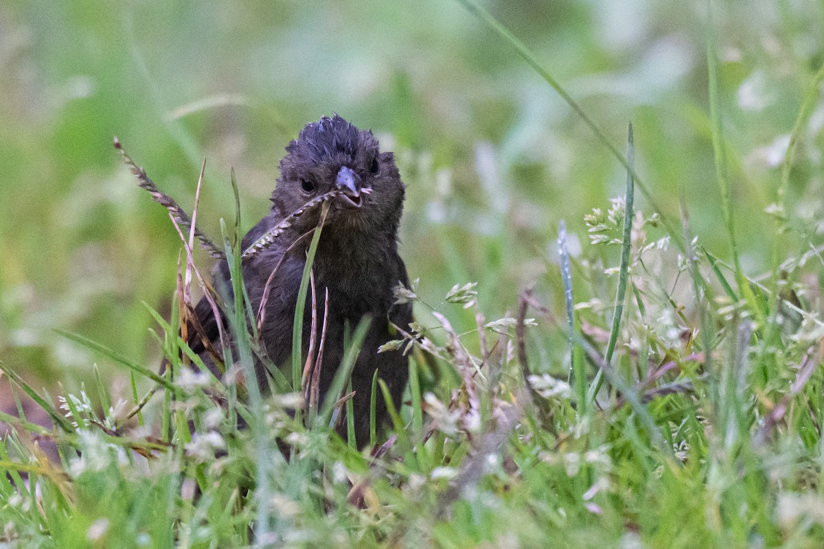 Slaty Finch - ML650383675