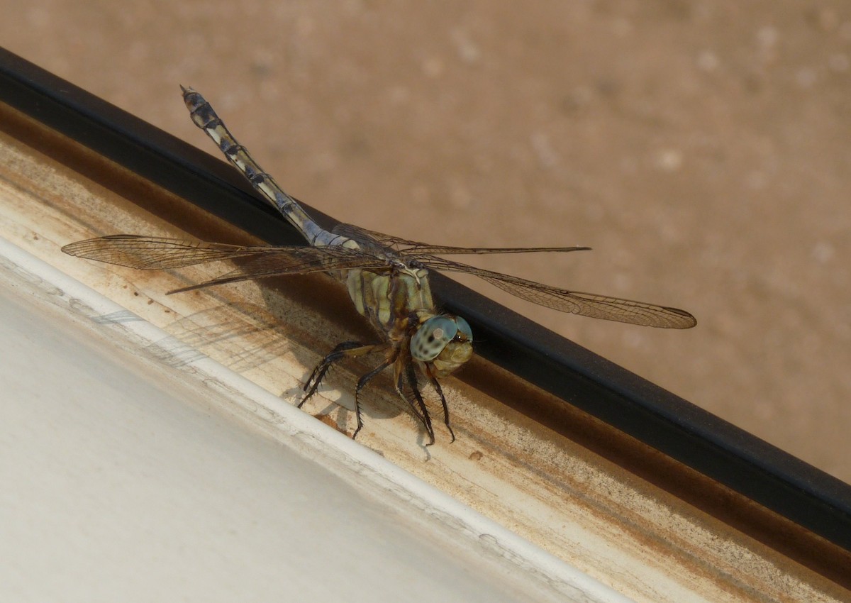 Banded Skimmer - ML650383684