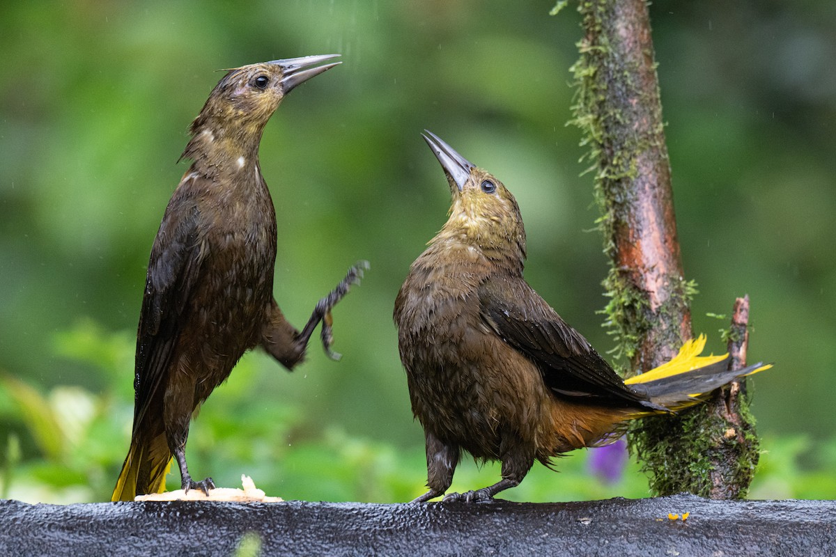 Russet-backed Oropendola - ML650383724