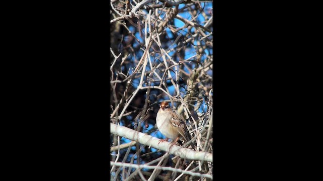 White-crowned Sparrow - ML650383764