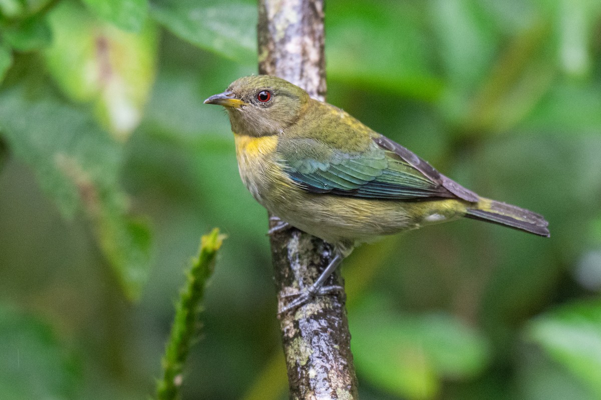 Golden-collared Honeycreeper - ML650383812