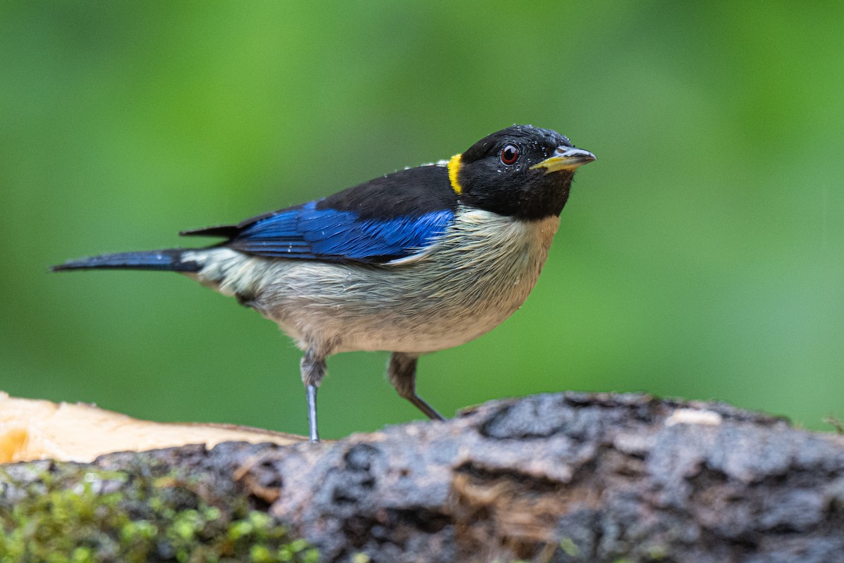 Golden-collared Honeycreeper - ML650383813