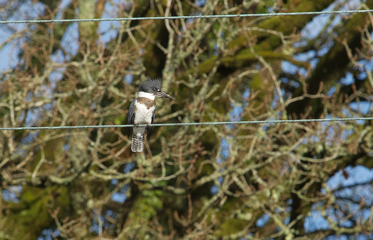 שלדג אמריקני - ML650383899